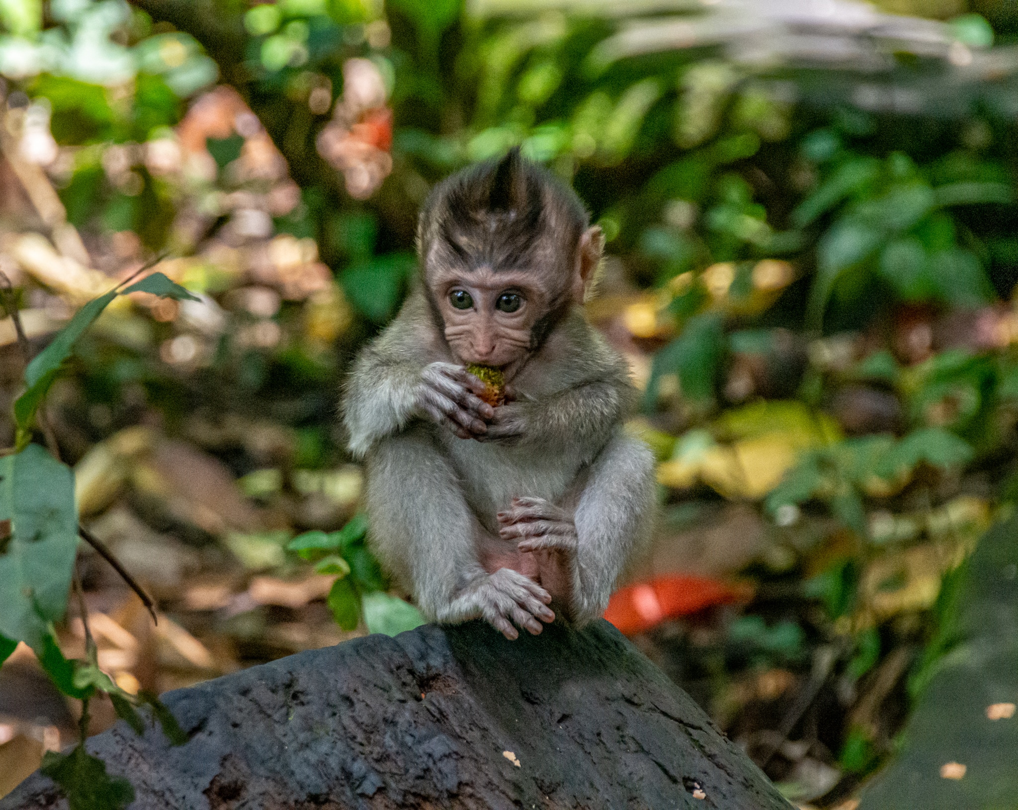 Monkey forest trip when backpacking Indonesia