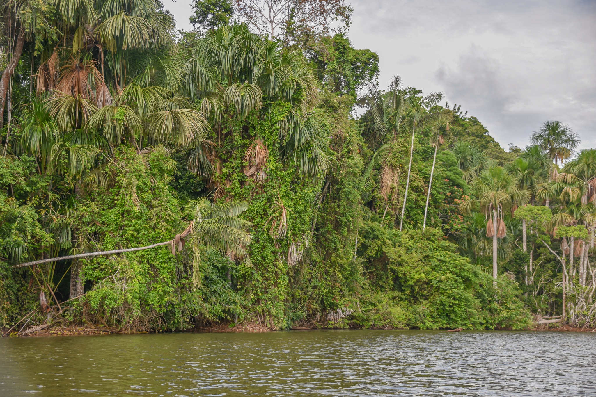 Deep in the Amazon Rainforest whilst backpacking Peru