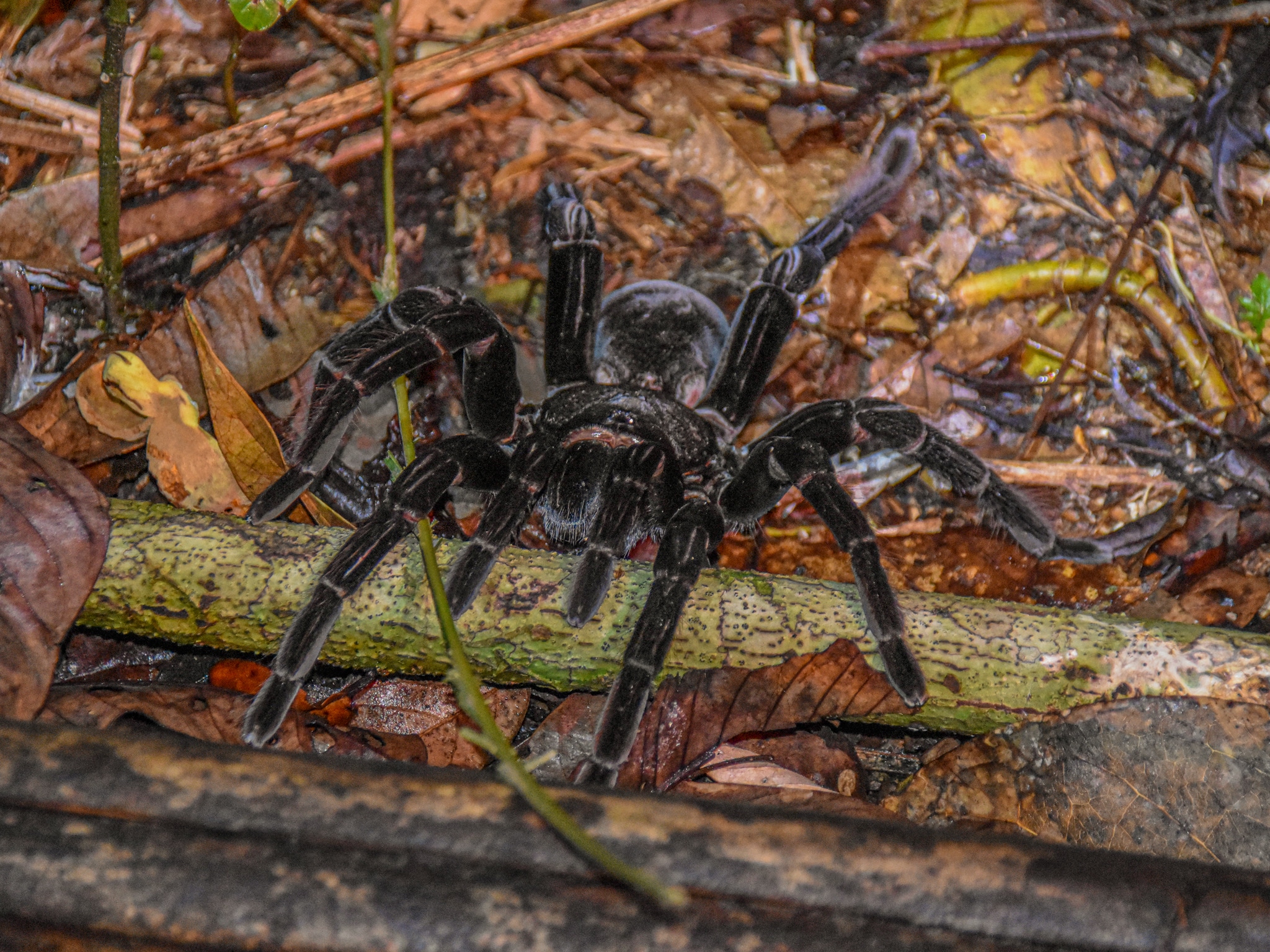 Spiders and all sorts lurking in the Amazon - be aware when backpacking Peru