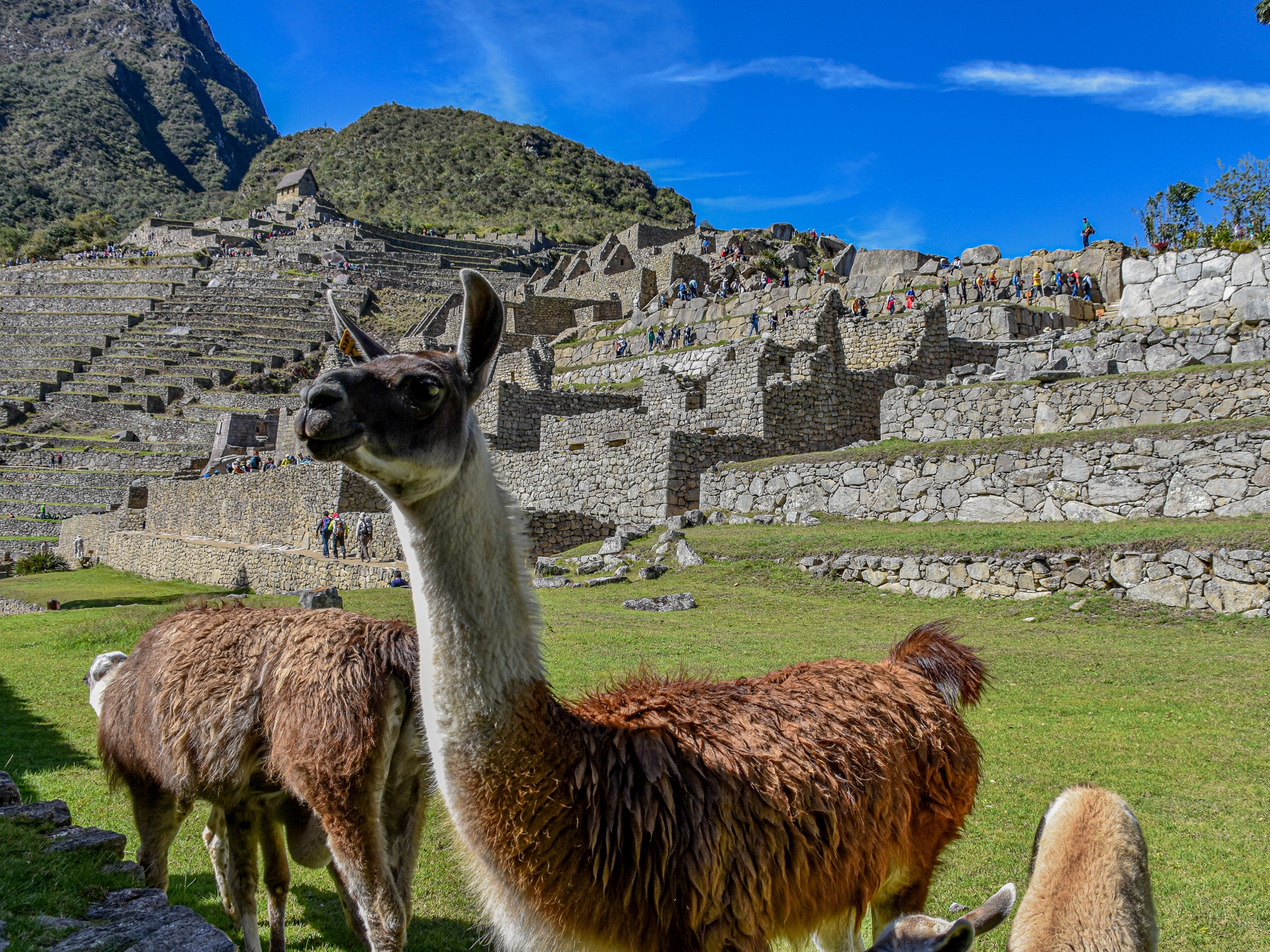 Lama at Machu Picchu - Making friends backpacking Peru