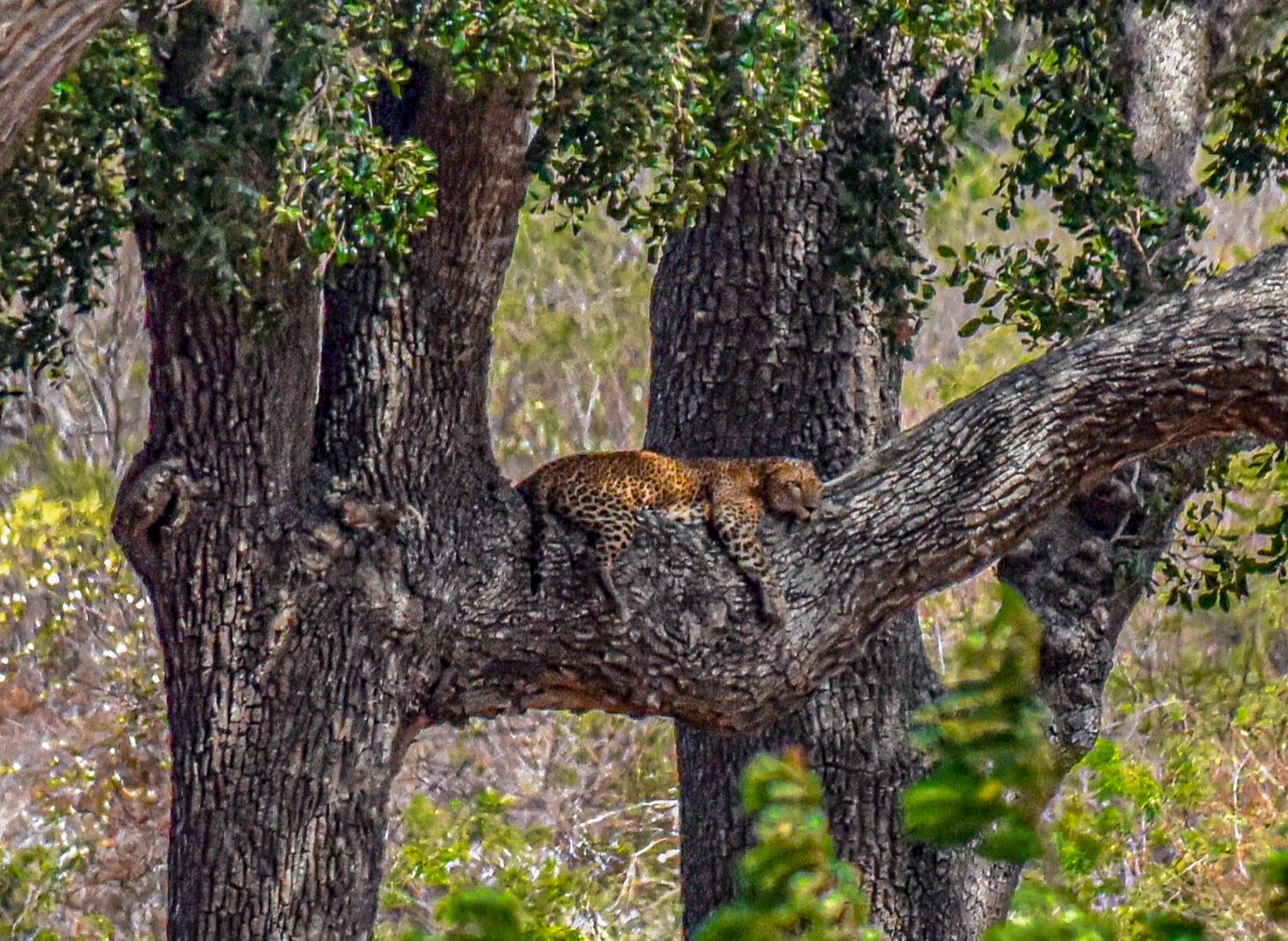 Backpacking Sri Lanka on safari in Yala National Park