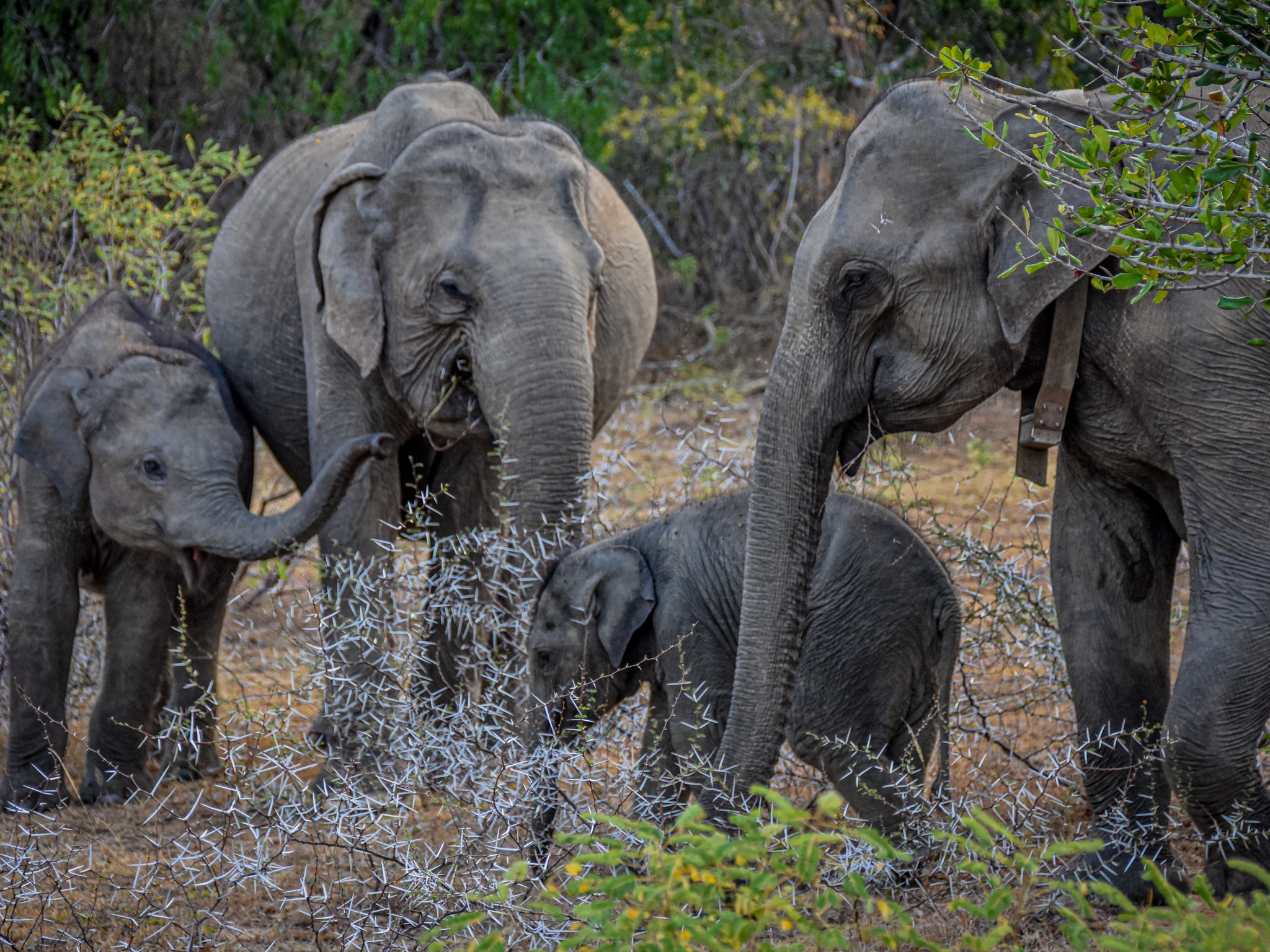 Backpacking Sri Lanka with the elephants on safari in Yala National Park
