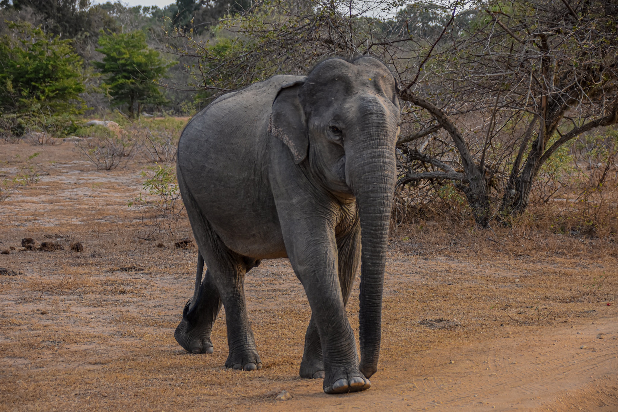 Backpacking Sri Lanka with the wild elephants of Yala National Park