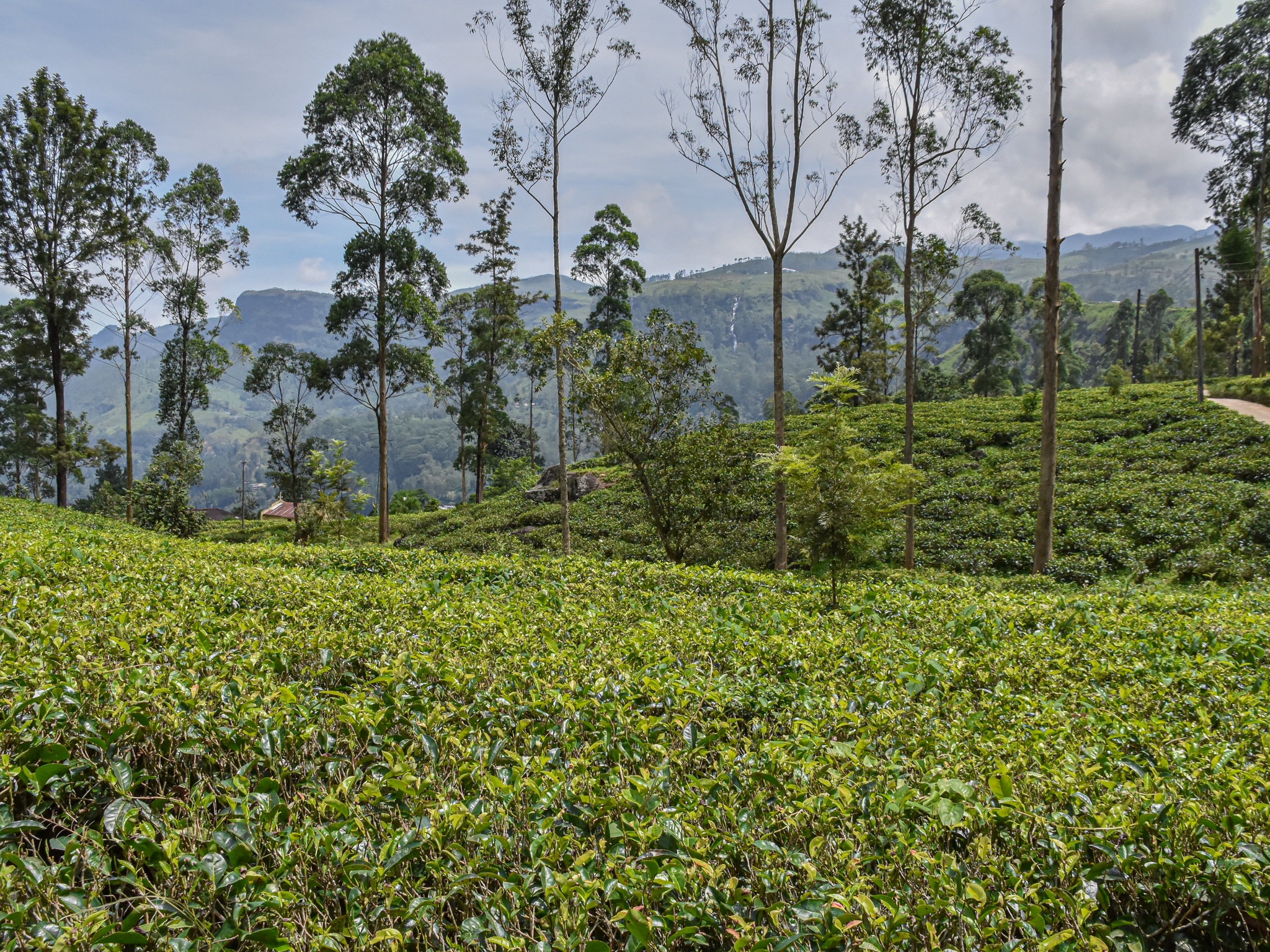 Backpacking Sri Lanka via the tea fields in Nuwara Eliya