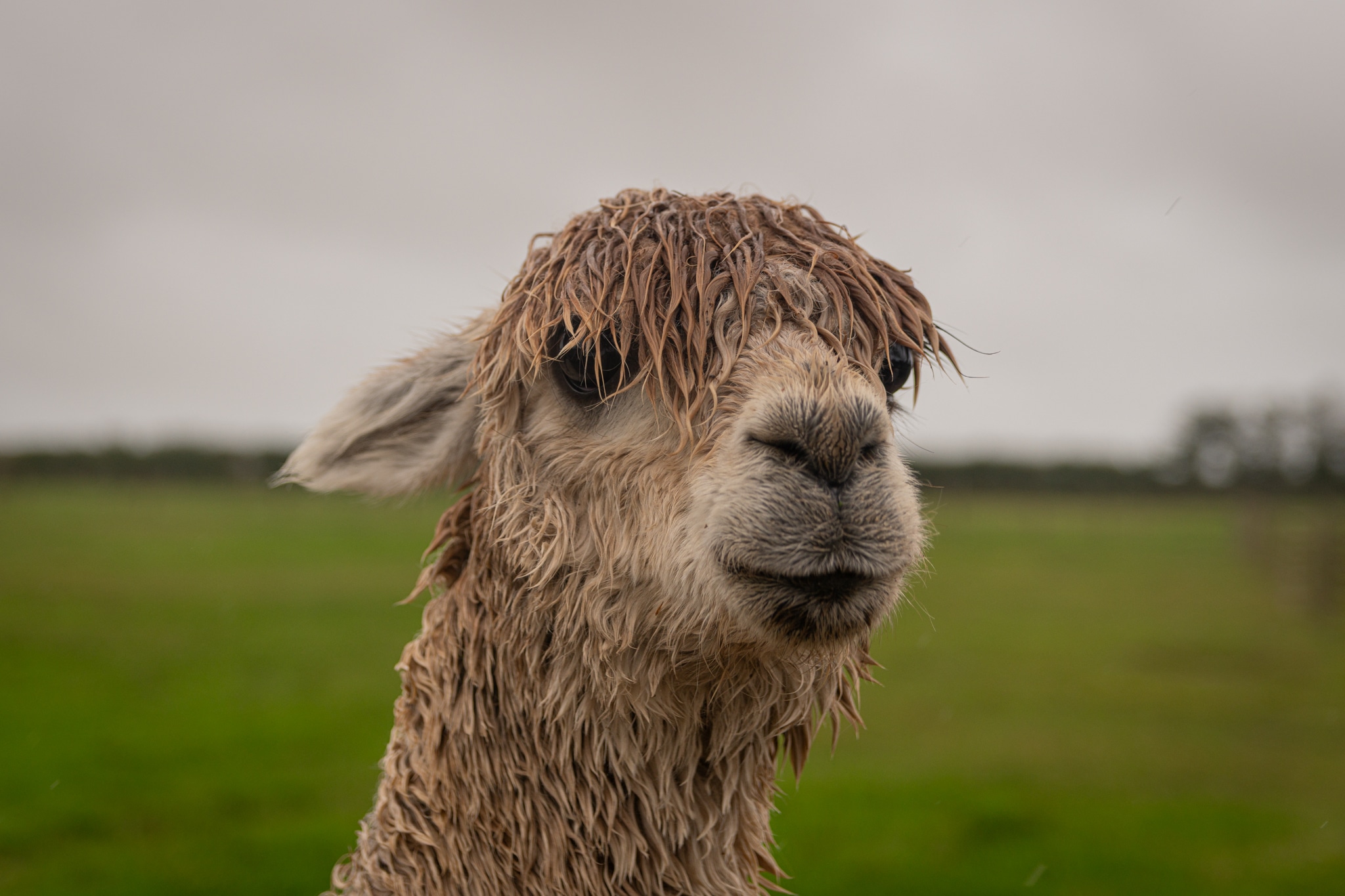 Best things to do when you travel to the Isle of Wight - Greet the wildlife